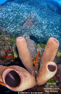"Silver Rush"
Silversides rush over sponges on the North... by Susannah H. Snowden-Smith 
